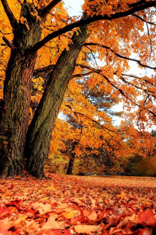 Fall Wallpapers - Beautiful Collections Of Fall Wallpapers screenshot 4