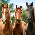 Horse Training - Learn How to Train a Horse