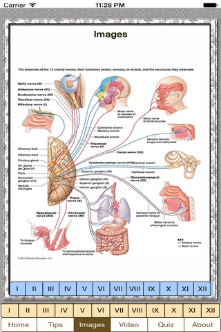 Cranial Nerves Plus screenshot 3