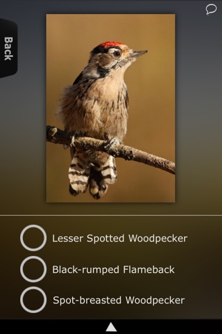 Woodpeckers Wiki screenshot 3