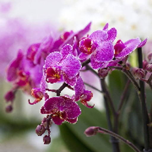 How To Look After An Orchid icon