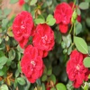 How To Care For Roses