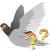 Breeds of pigeons - quiz