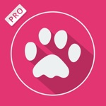 Pink Wallpapers  Backgrounds ™ Pro