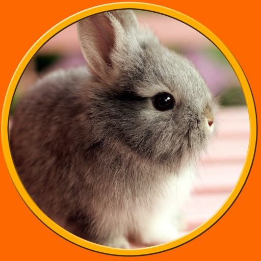 friendly rabbits for kids - no ads icon