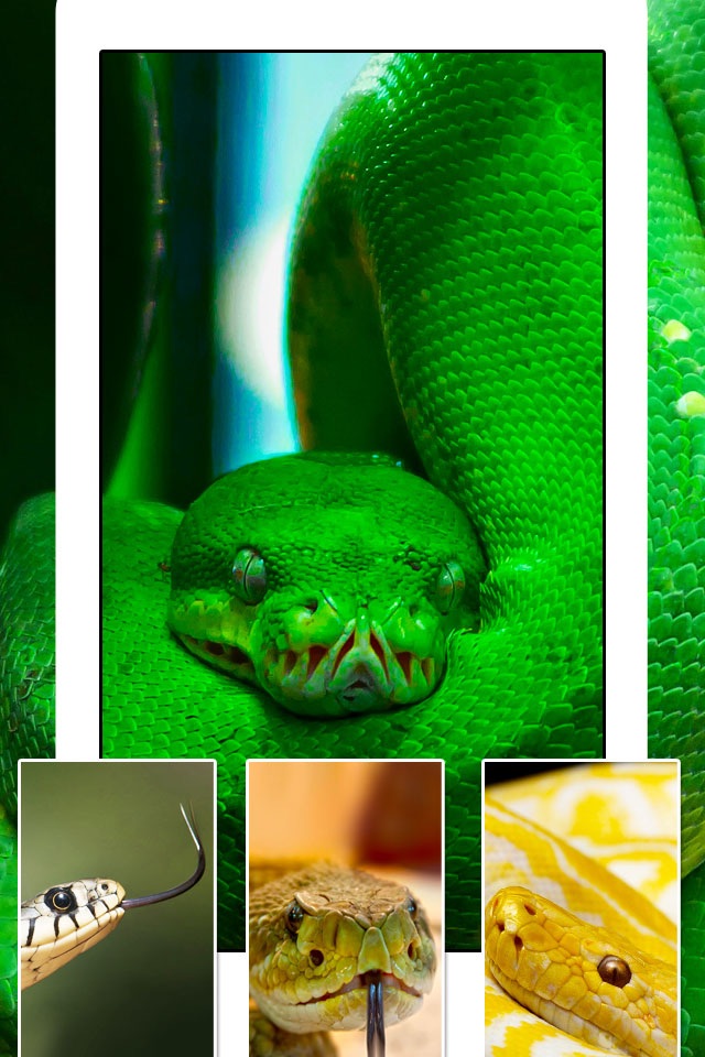 Snakes, Spiders, Lizards and Reptiles - Animals Wallpapers screenshot 4