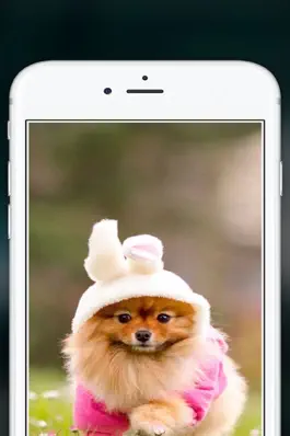 Game screenshot Cute Puppies Wallpapers  - dog pictures for free! apk