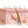 Miniatlas Dermatology