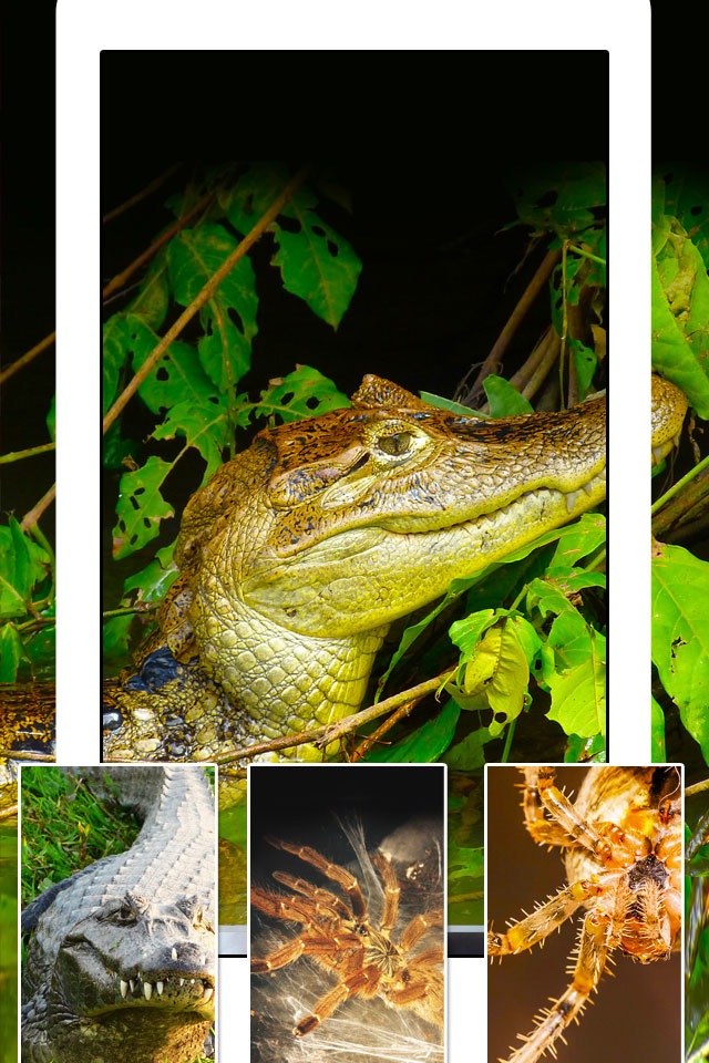 Snakes, Spiders, Lizards and Reptiles - Animals Wallpapers screenshot 3