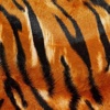 Tiger Print Wallpapers HD: Quotes Backgrounds Creator with Best Designs and Patterns