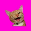 Funny Animals memes stickers pack for iMessage