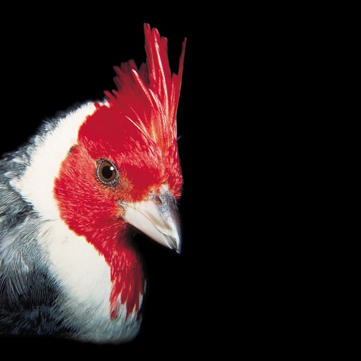 Birds of Argentina and Uruguay