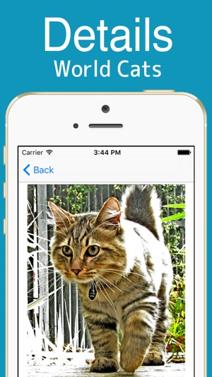 World Cats!(圖5)-速報App