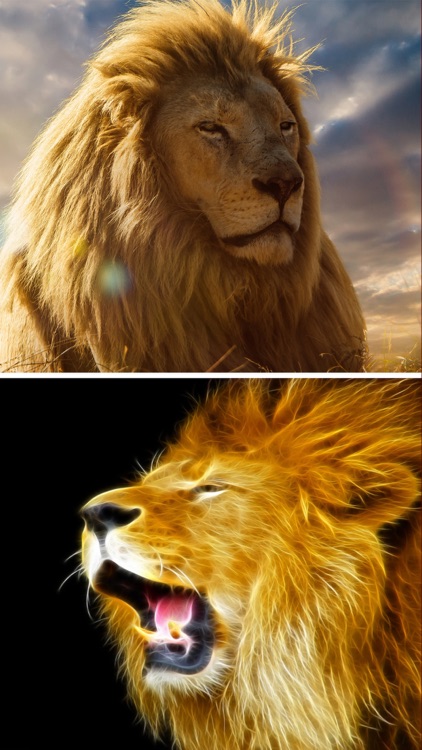 Lion Wallpapers HD - Great Lions Pictures Catalog screenshot-4