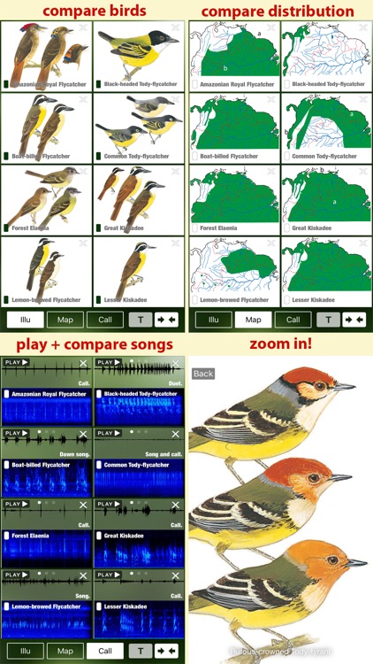 All Birds Northern Peru - a field guide to all the bird species recorded in this region of South America