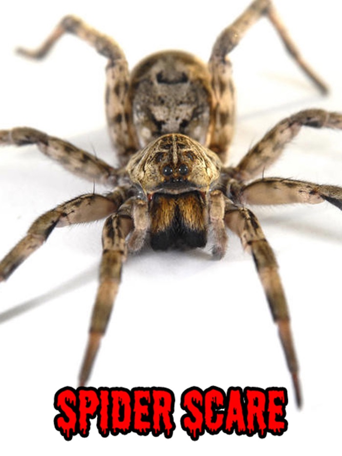 Spider Scare Prank
