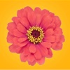 Spring Flowers Stickers for iMessage