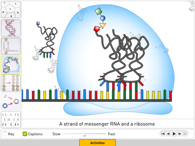 DNA from Sunflower Learning(圖4)-速報App