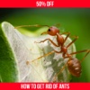 How To Get Rid Of Ants - Natural Methods