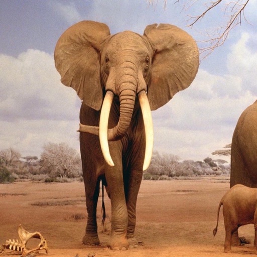 Wild Elephant Jungle Attack Simulator 3D iOS App