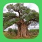 ** If you would like to experience the app check out eTrees of Southern Africa LITE which is FREE and includes 30 species ** 