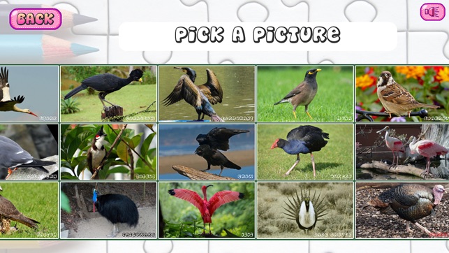 Puzzles of Birds(圖3)-速報App