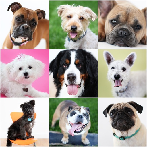 Animals : Dogs Quiz Icon