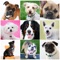 Animals : Dogs Quiz