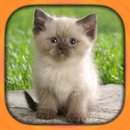 Cat Breeds Free Читы