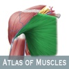 Anatomy: Atlas of Muscles
