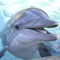 Scientists believe that the dolphin’s ultrasound emissions have considerable healing potential from an energy and informational perspective