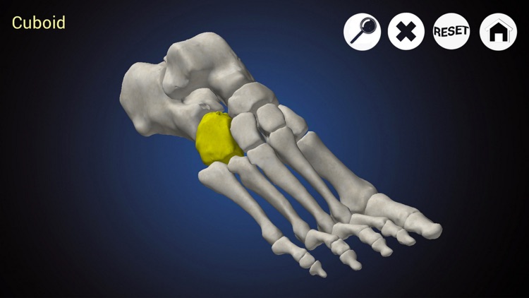 Podiatry 3D (Free Version)