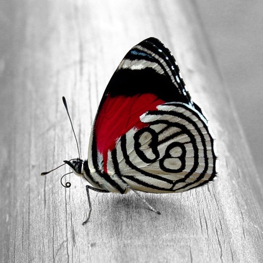 Butterfly Wallpapers, Colorful Butterflies Photos icon