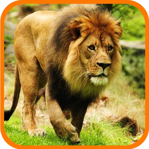 Deadly Wild Lion Last Attack 3D Pro icon