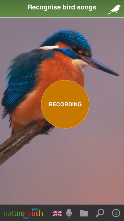 Identify live bird songs