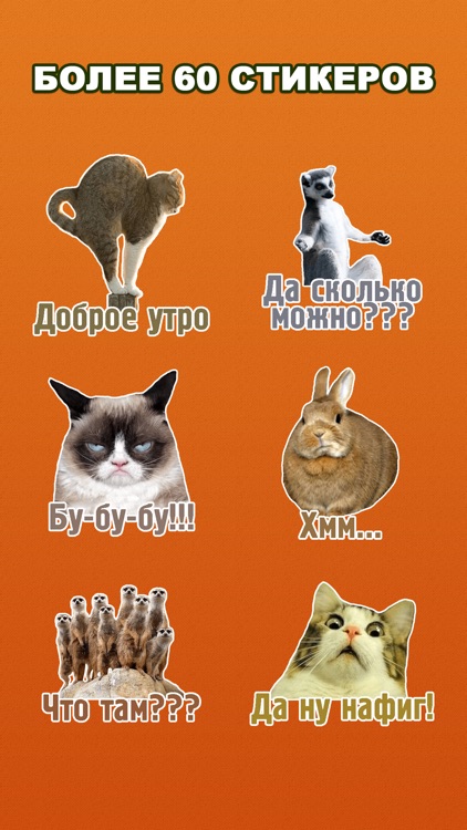 Комичные животные