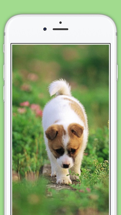 How to cancel & delete Cute Puppies animal Wallpapers, photos and Images from iphone & ipad 4