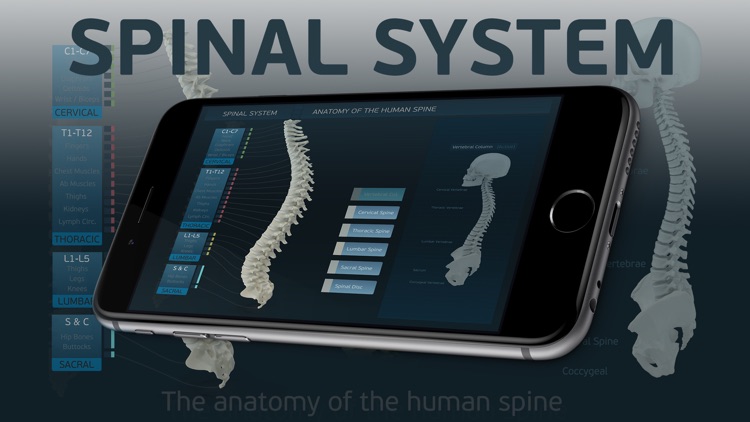 Spinal System
