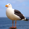 Seagull Sounds