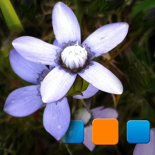 PIUploader for Picasa iOS App