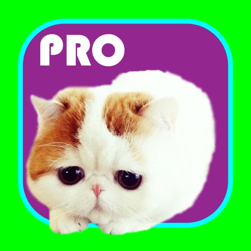 Kitty Stickers PRO-Superimpose Photo Stamps! icon