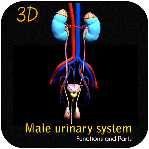 Male Urinary System Functions and Parts