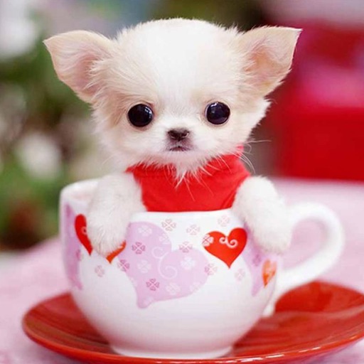 Cute Puppy Wallpapers - Little Dog's Paws Images icon