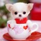 Cute Puppy Wallpapers - Little Dog's Paws Images