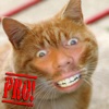 Cat Me Pro