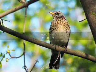 Captura 2 Bird Songs, Melodies & Sounds iphone