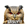 Talking Owl Sticker for iMessage