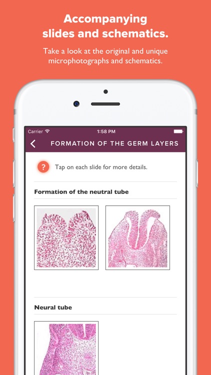 Atlas of Human Embryology