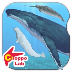 Activities of Whales & Dolphins of the World -Simple Pictorial Book Kids Game -