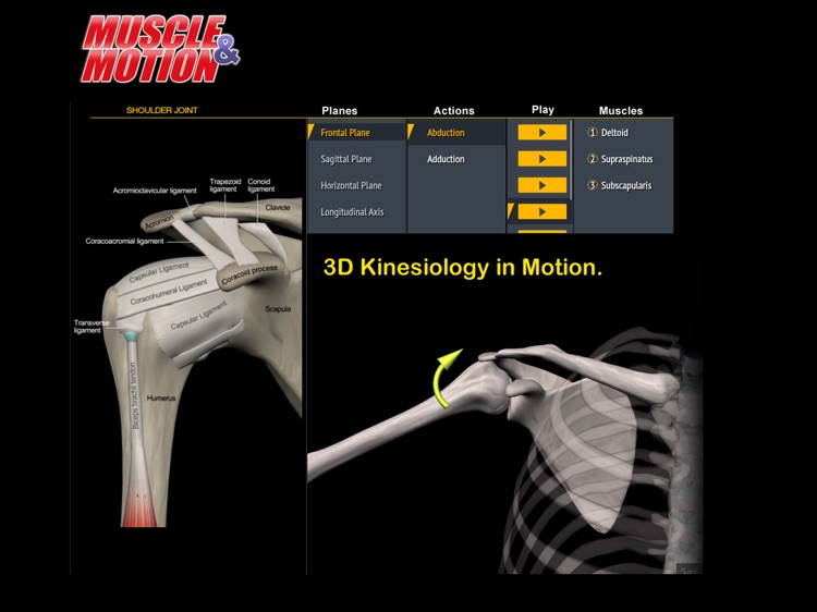 Muscle and Motion Anatomy screenshot-3